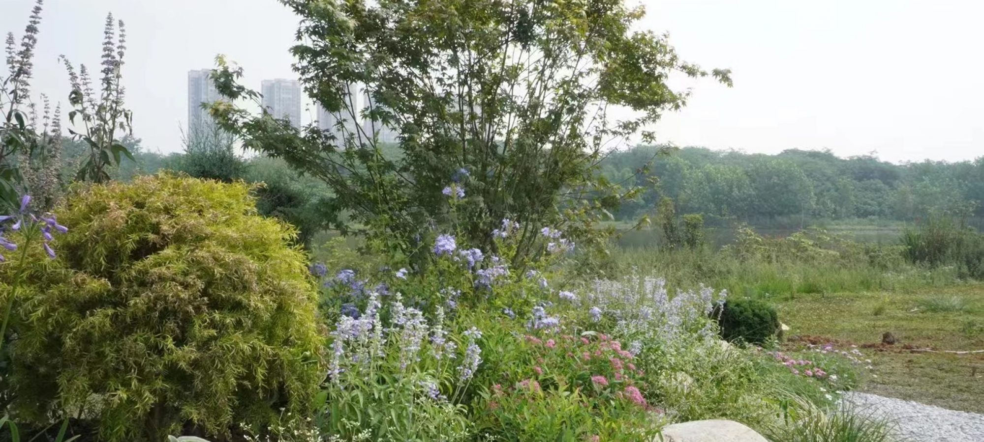 4.Actual photograph.By Lin QIAO (2)