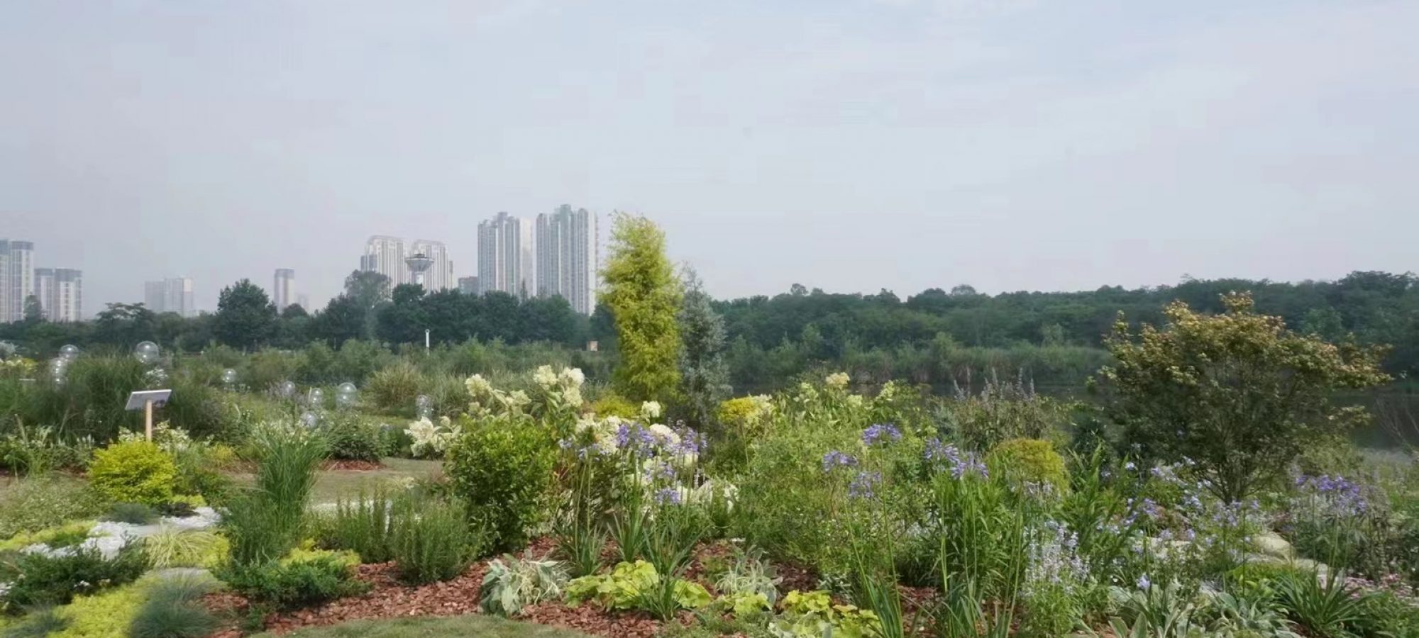 4.Actual photograph.By Lin QIAO(1)