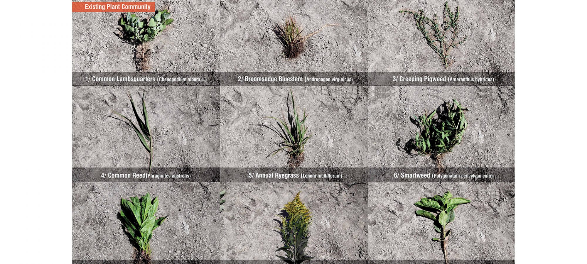 4.Existing Plant Community.By Jiali LI