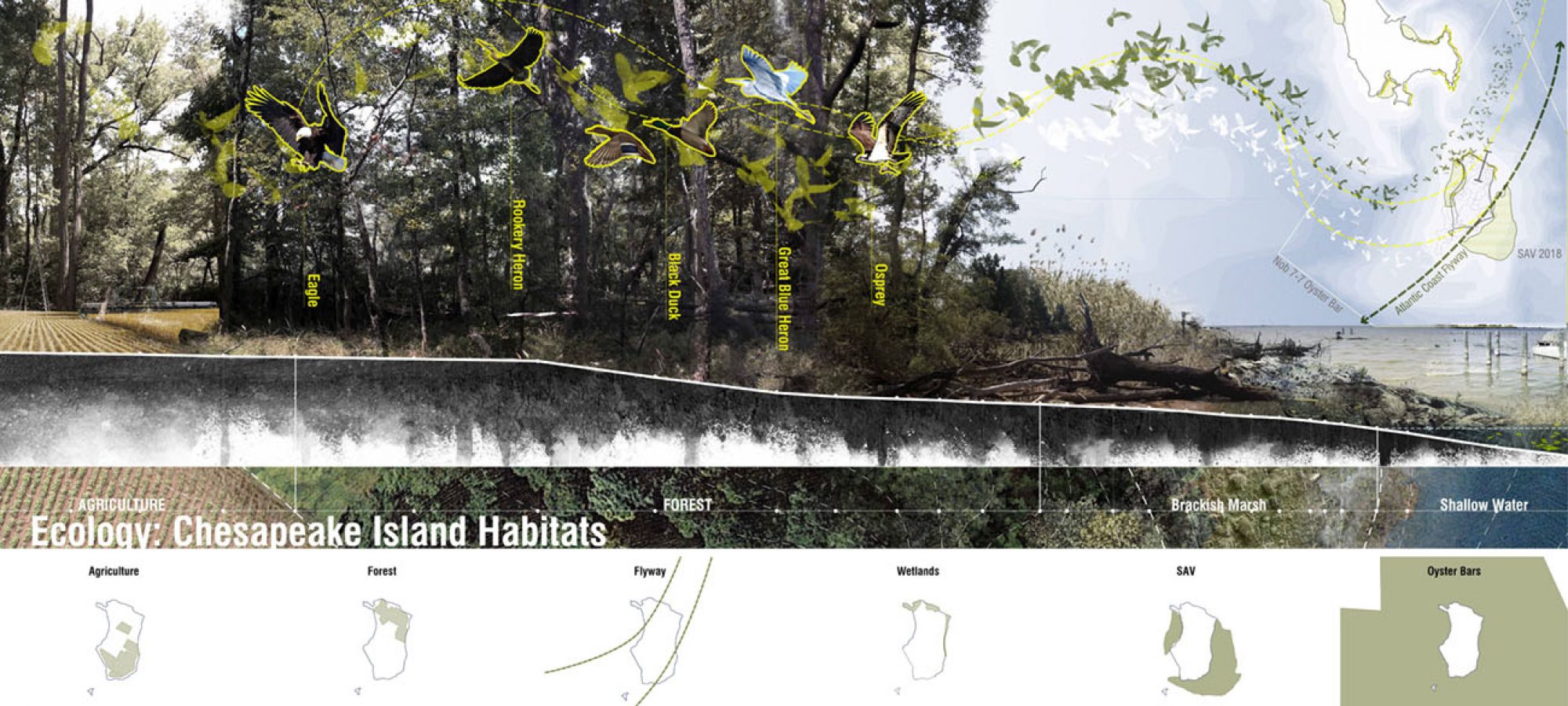 6.Ecology ： Chesapeake Island Habitats.By Jiali LI