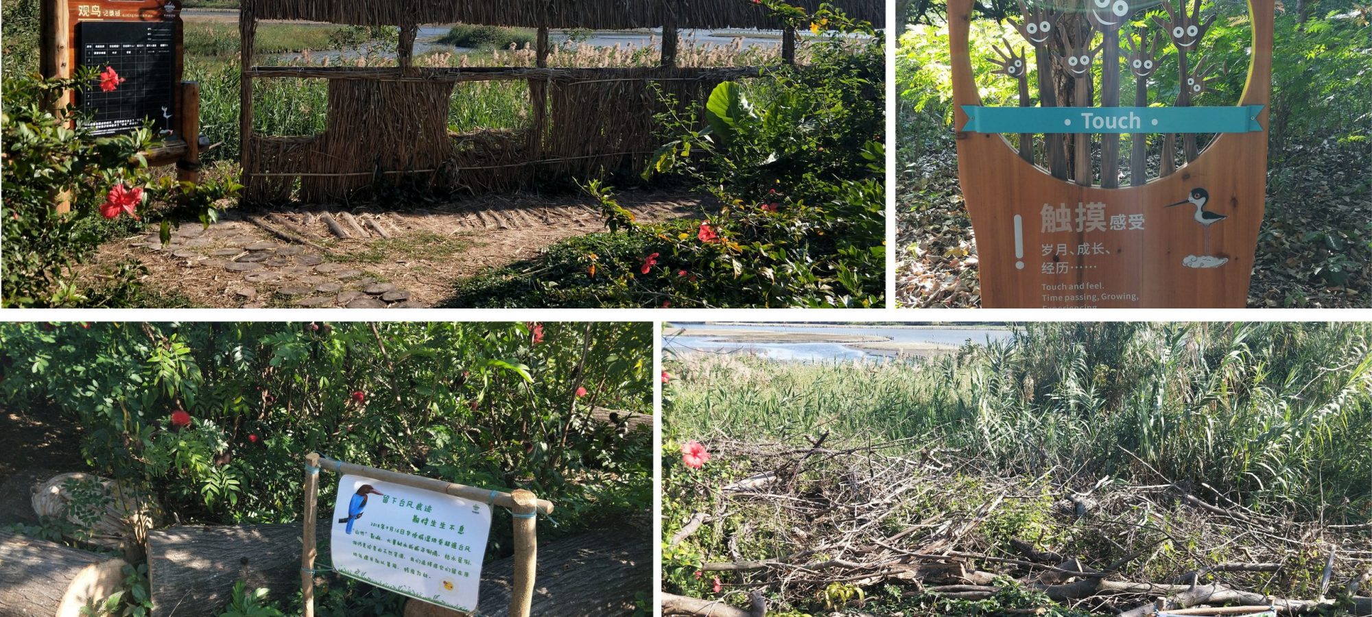 Photos at OCT Wetlands in January, 2019. The nature education mainly focuses on bird observation and mangrove conservation.